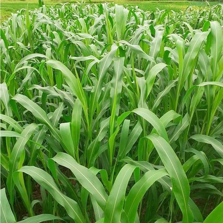 Hạt giống cỏ chăn nuôi sudan lai-gói 100 gram