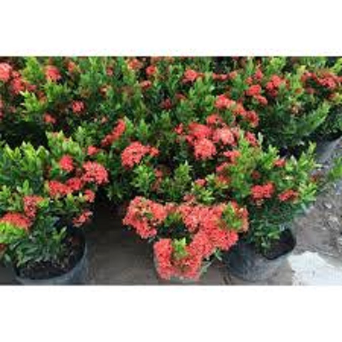 Com bo 2 hoa mẫu đơn đỏ mỹ(hoa trang hồng đỏ), gửi đi nguyên bầu cây giống.