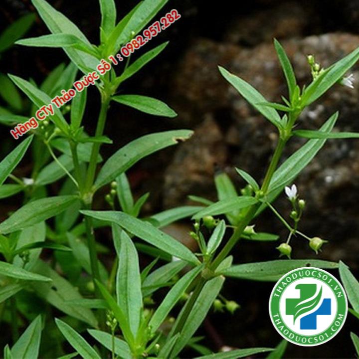 bạch hoa xà thiệt thảo khô