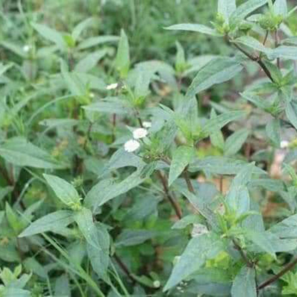 cây cỏ mực( cây nhọ nồi)