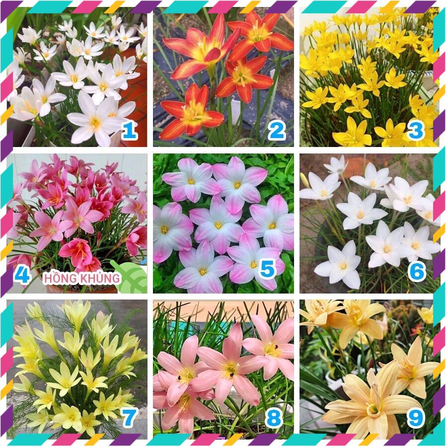 Củ hoa Huệ mưa ngoại đủ màu