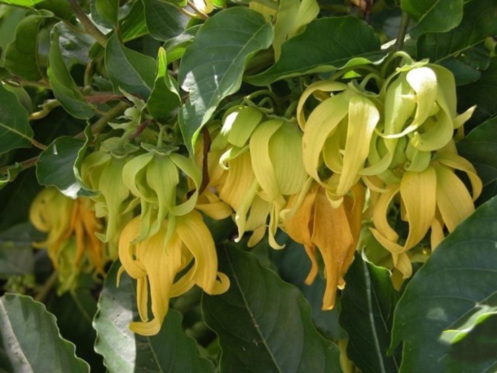 Cây giống hoa dẻ thơm ngát cao 50-60cm trồng 1 năm có hoa - FREE SHIP TỪ 50K