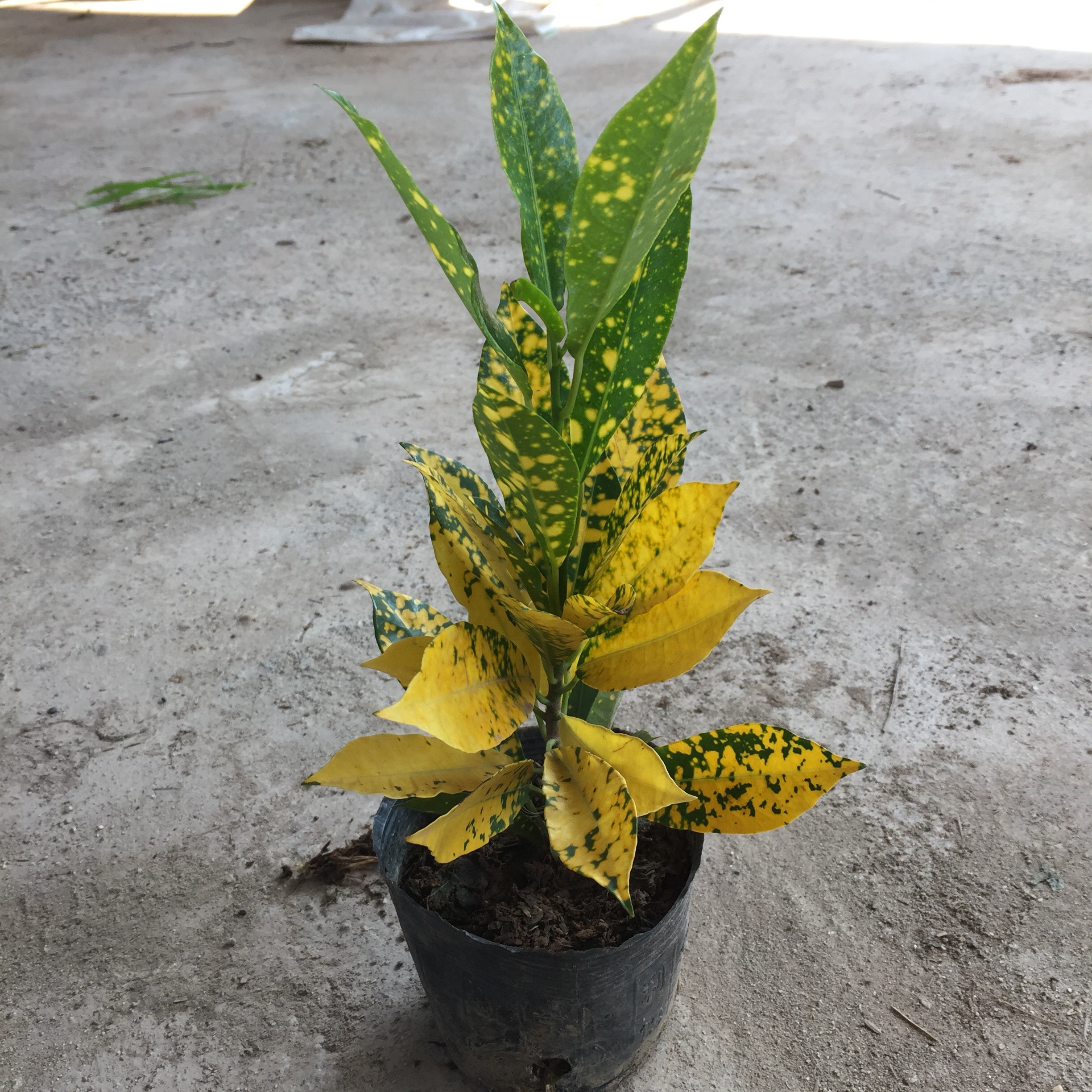 Cây Cô Tòng - Vàng Anh Cao 20-25cm Vườn Tự Sản Xuất Lá Xanh Đốm Vàng Thích Hợp Làm Cây Trang Trí Cảnh Quan