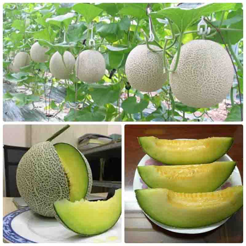 Hạt giống Dưa Lưới Ruột Xanh