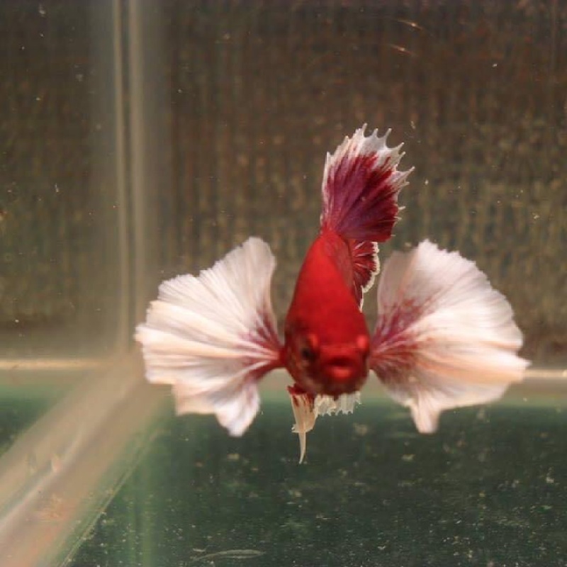 Betta Trống Dumbo Lavender