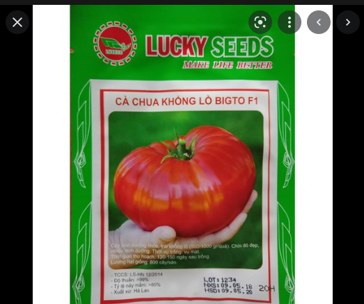 Hạt giống cà chua khổng lồ f1 gói 20 hạt