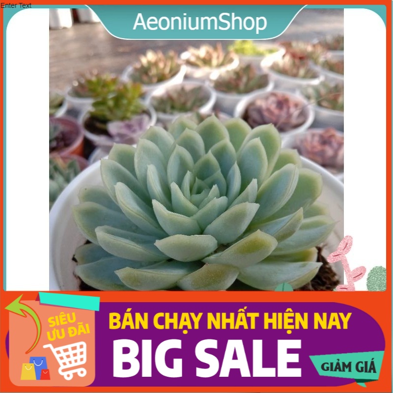 Sen đá bánh bông lan size trung, xuất xứ đà lạt, lỗi 1 đổi 1 ❣