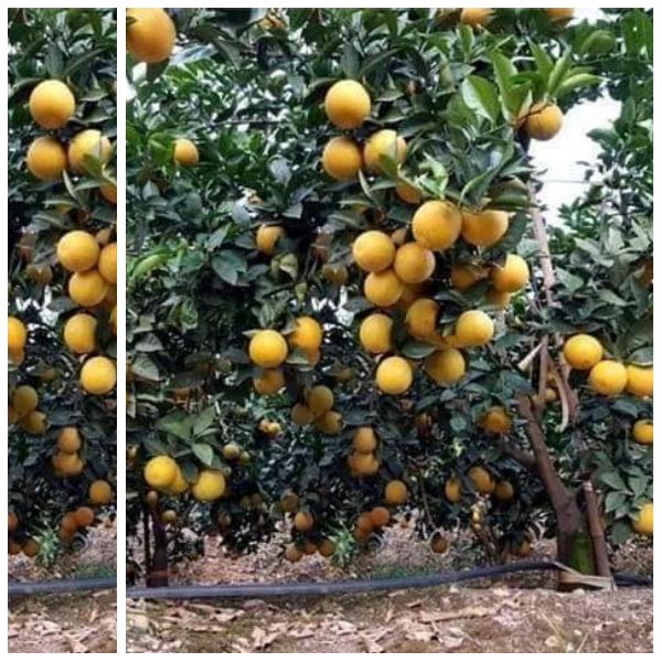 Cây giống cam ngọt chín muộn