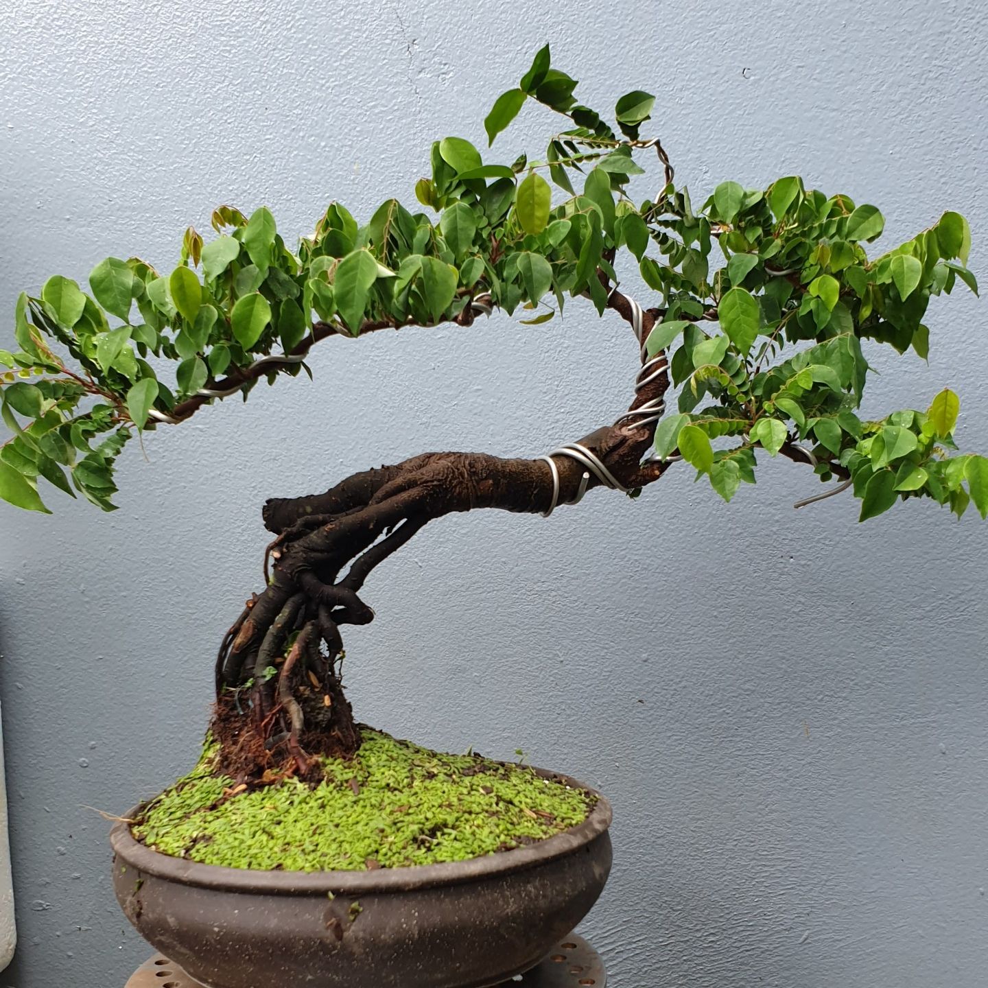 Cây khế chua bonsai - cây khế gân giao kèm chậu như ảnh