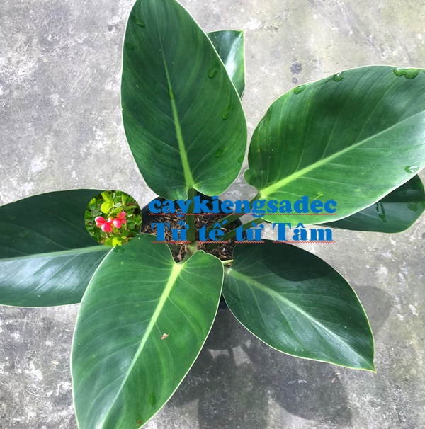 caykiengsadec - Cây Trầu bà đế vương xanh+ tặng phân bón cho cây mau lớn - hoa kiểng lá - trang trí nội thất cảnh quan sân vườn ngoài trời