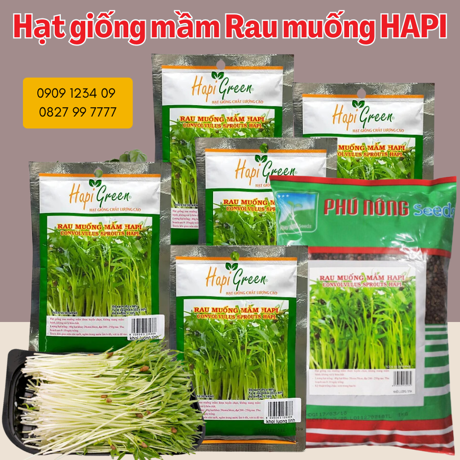 Hạt giống mầm rau muống Phú Nông 100g,  hạt giống chắc khỏe, tỉ lệ nẩy mầm cao (Vườn Sài Gòn)