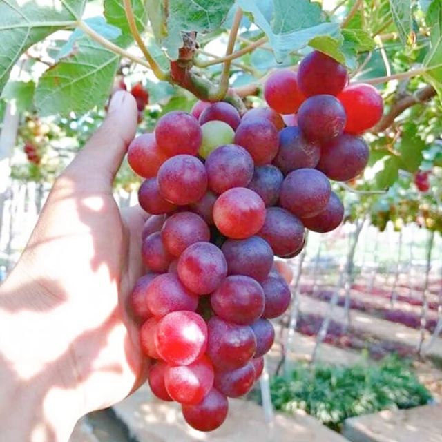 Cây Nho Giống Đỏ Red Cardinal Trái To Tròn