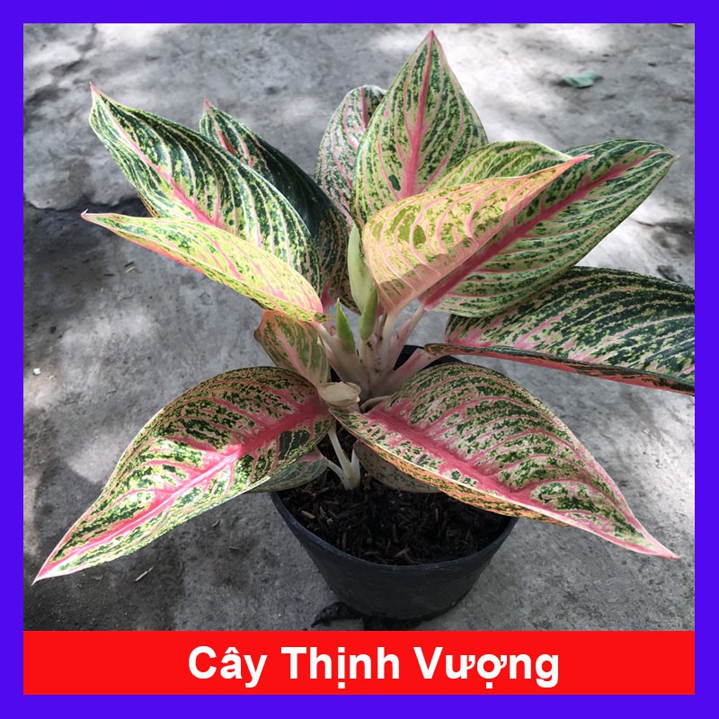 Cây thịnh vượng - cây cảnh mini - cây cảnh để bàn - caykiengsadec