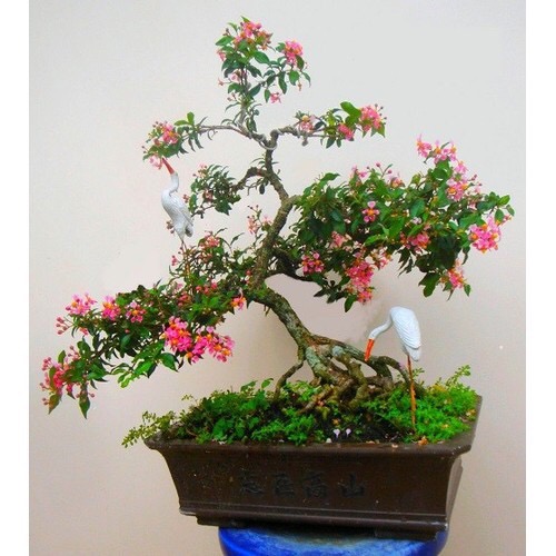 Cây hoa hồng ngọc mai dáng bon sai