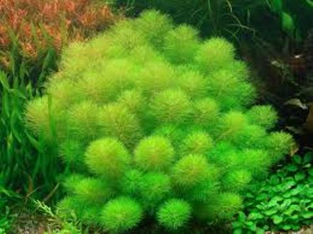 Cây thủy sinh trung bảo tháp lá nước