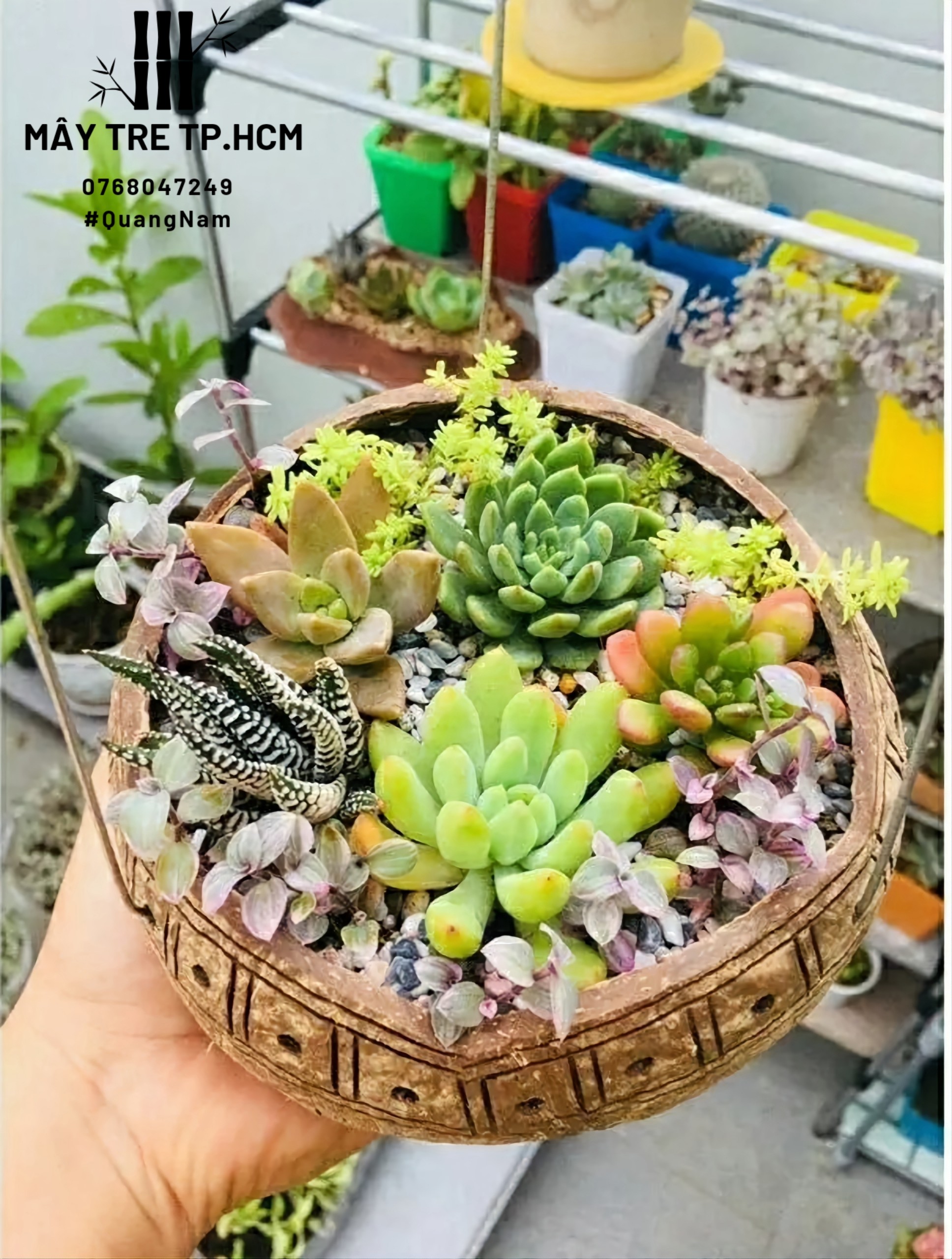 Chậu gáo dừa trồng sen đá, đồ trang trí
