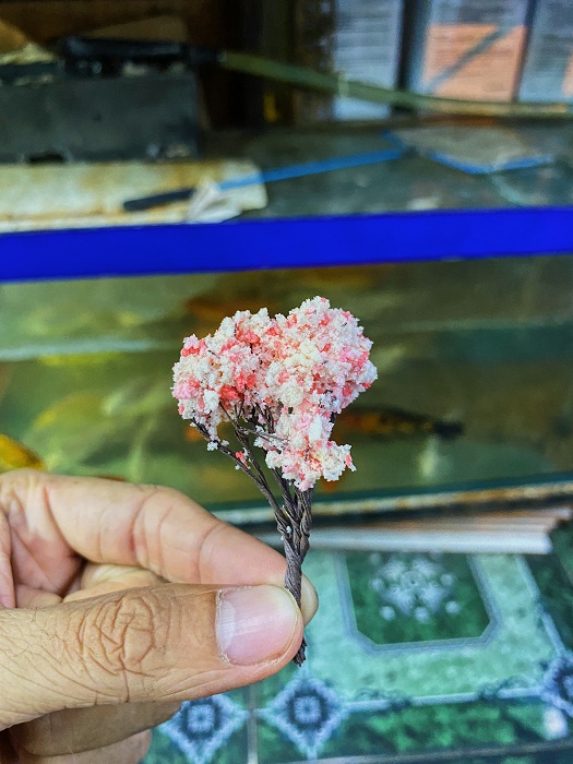 "hoàn tiền đến 10%" cây giả trang trí bể cá, chậu cây cảnh cao 6 cm mẫu 5