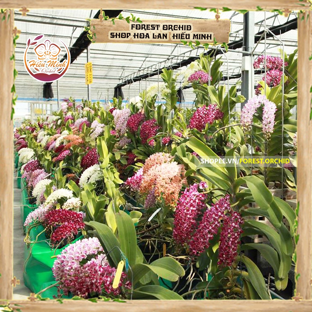 Hoa Lan đột biến Đai Châu, Tai Trâu, Ngọc Điểm, Nghinh xuân Phong lan rừng Tây Bắc, Cây Giống Rừng Lào Giá Rẻ
