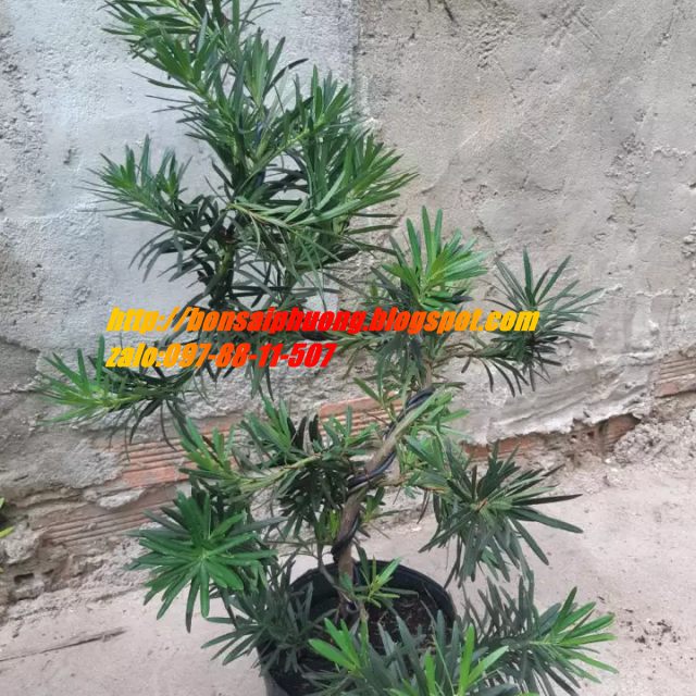 tùng la hán bonsai 60-70cm