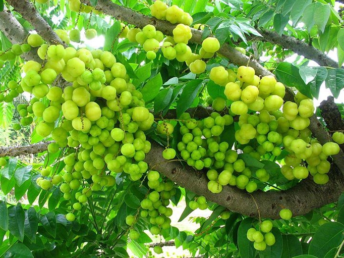 Cây chùm ruột - quả chua - cây giống