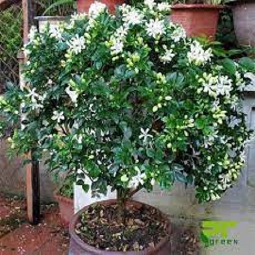 Cây hoa nguyệt quế mang lại thành công cho gia chủ