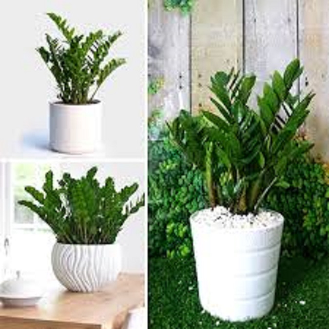 Chậu cây kim tiền size to