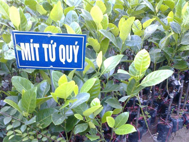 Cây giống mít nghệ tứ quý chuẩn giống - FREE SHIP TỪ 50K