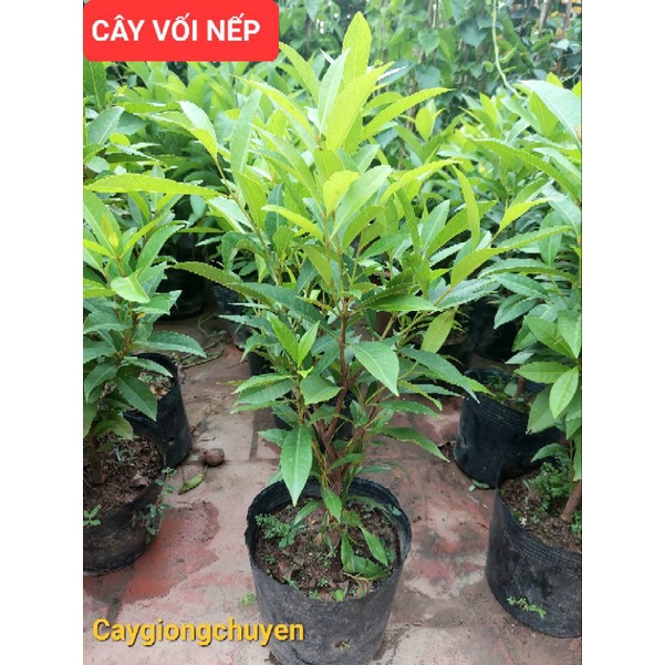 Cây vối nếp