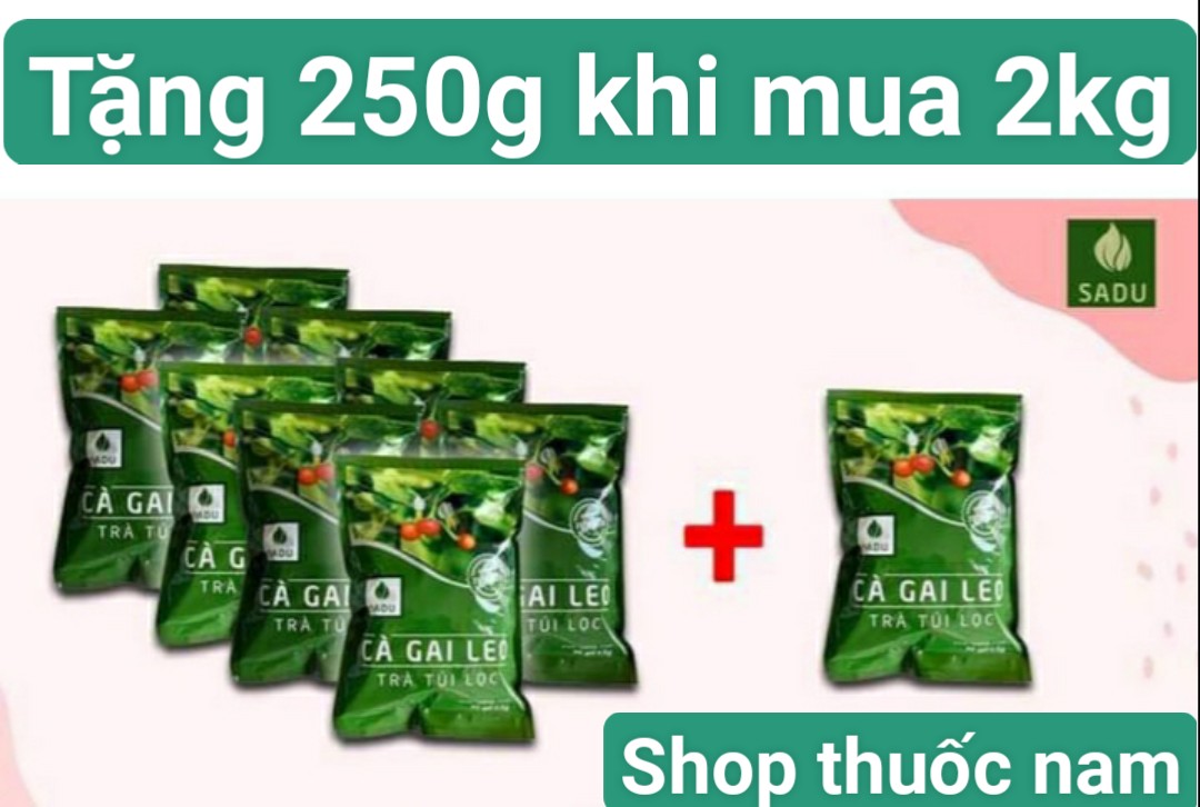 2kg tặng bịch 250g trà cà gai leo túi lọc Sadu