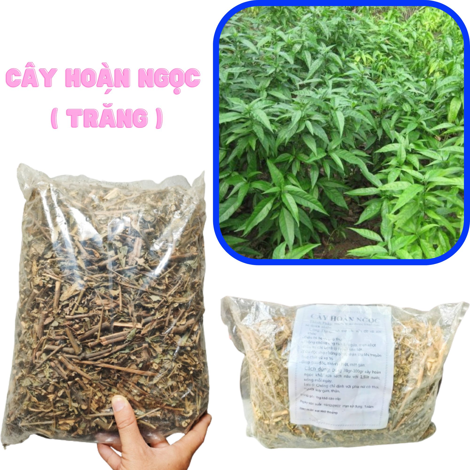Một kg cây hoàn ngọc phơi sấy khô, sạch 100% và tác dụng hổ trợ tuyệt vời cho sức khỏe