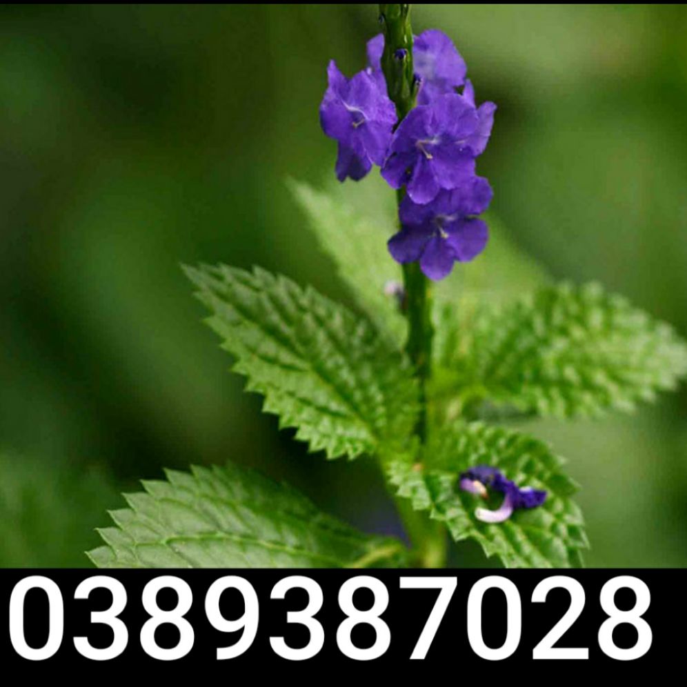 rễ cây cỏ đuôi chuột,700g