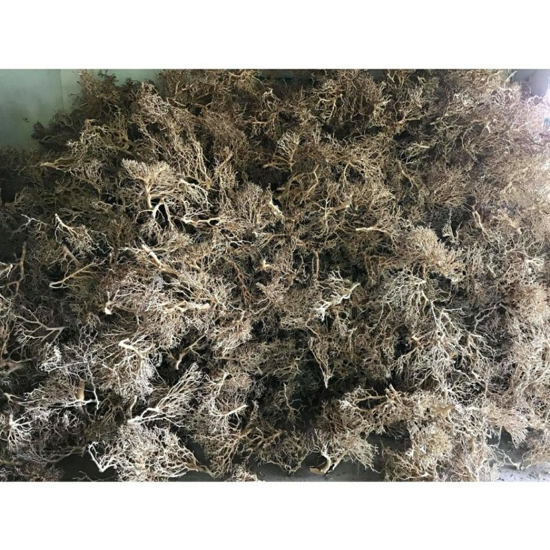 100g và 200g lũa xương chùm quấn rêu - bonsai trang trí hồ cá.