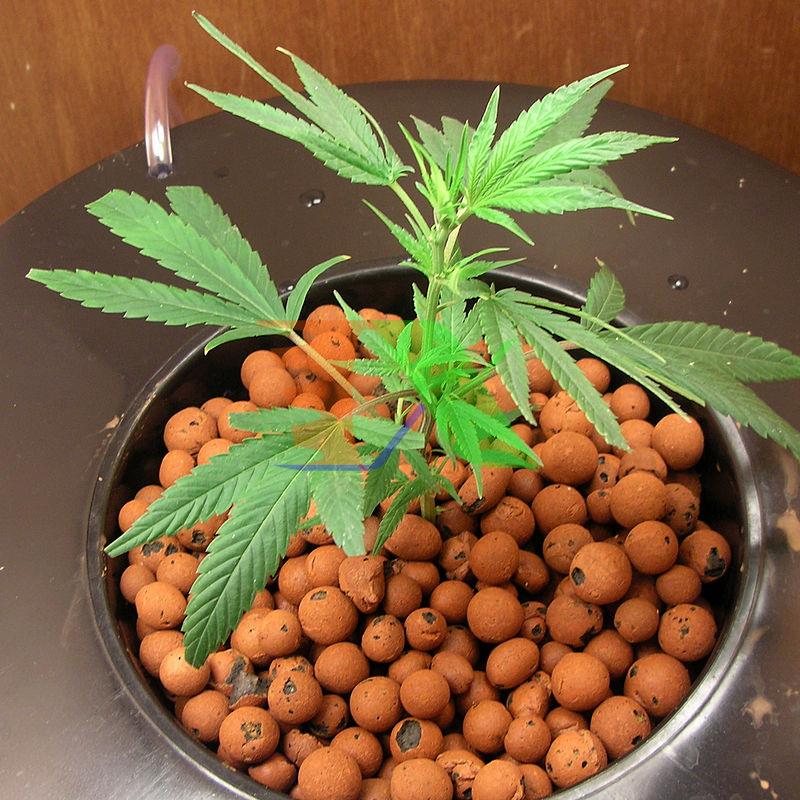 Hạt đất nung, Sỏi nhẹ, Đất sét nung Bịch 5 lit. Chuyên dụng cho Aquaponics, Thủy canh, Trồng Lan, Sen đá, Đất sét trồng rau, Expanded clay pebbles