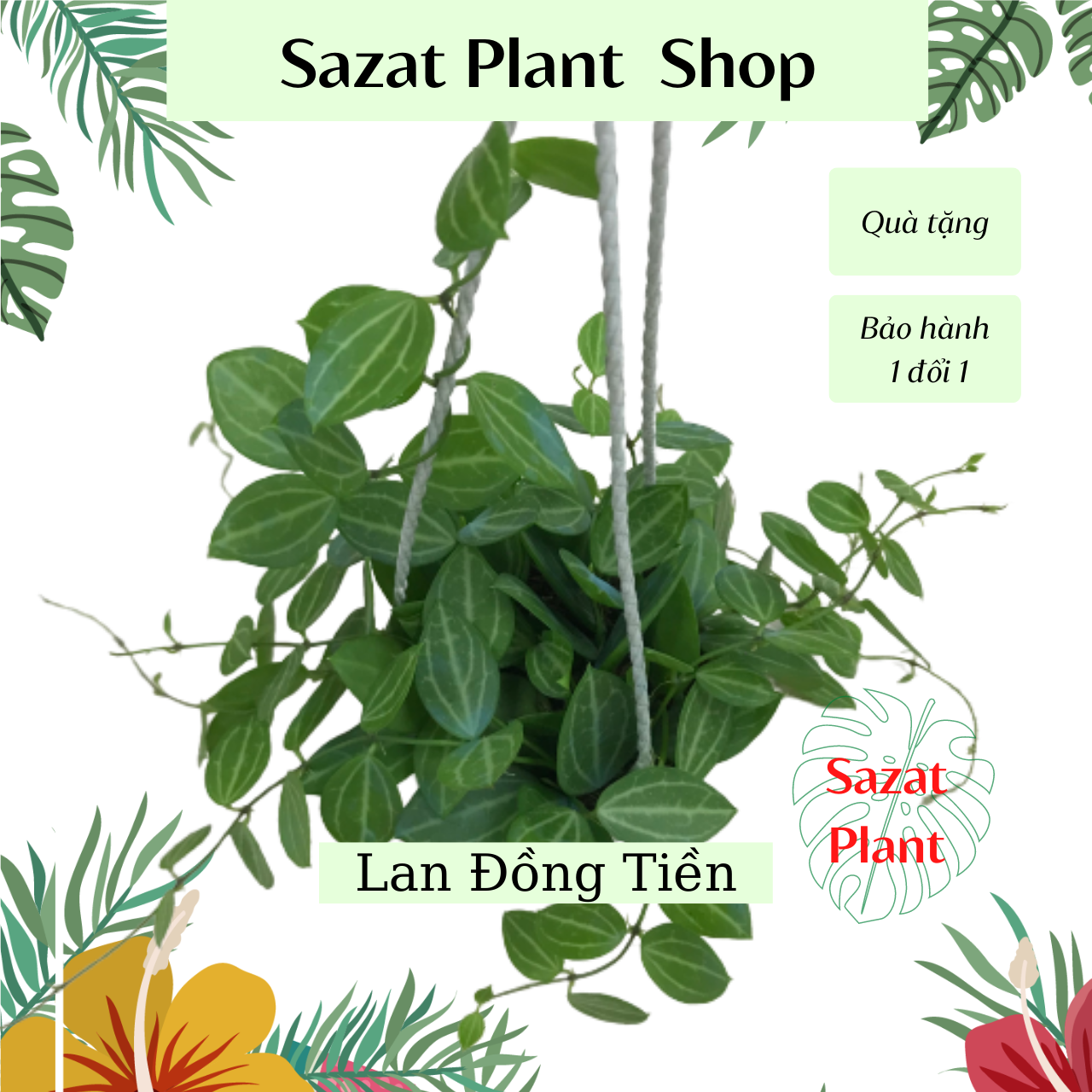 Cây Lan Đ ồng T iền, lan dưa hấu, chậu treo, cây mini phong thuỷ trồng trong nhà lọc không khí Sazat Plant
