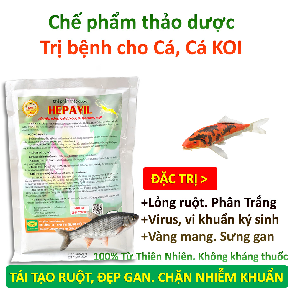 Chế phẩm sinh học Thảo Dược nuôi Cá. Chuyên xử lý Bệnh viêm ruột, xuất huyết, sưng mang, mủ gan cho Cá, Cá Koi. Hiệu quả cực nhậy sau 3-5 ngày. Chiết xuất 100% từ Thiên Nhiên