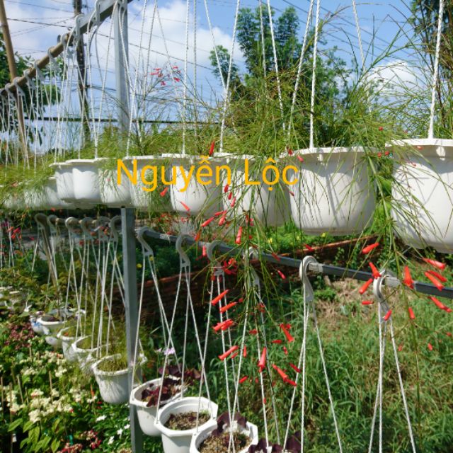 Cây hoa xác pháo (liễu tường), mặt hàng đang được săn đón, chất lượng sản phẩm đảm bảo và cam kết hàng đúng mô tả