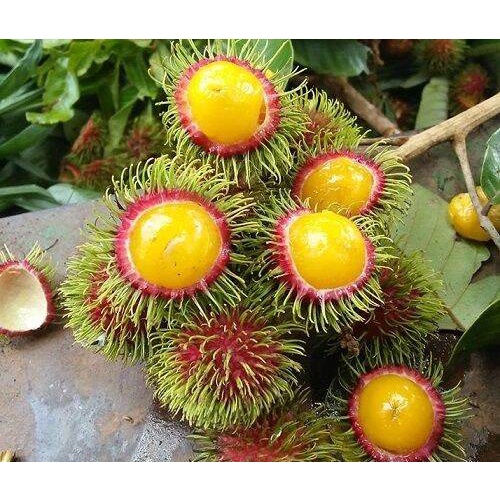 Chôm chôm ruột vàng siêu sớm