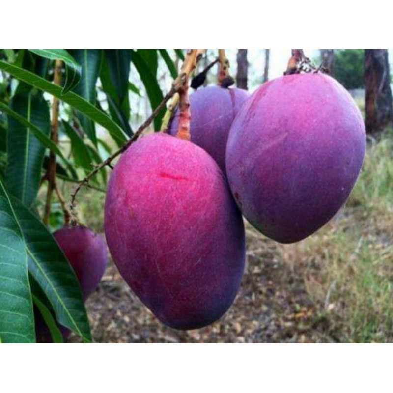 Cây giống xoài ngọc vân