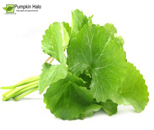 [HCM]Hạt Giống Rau Má Lá To I gói 1gram