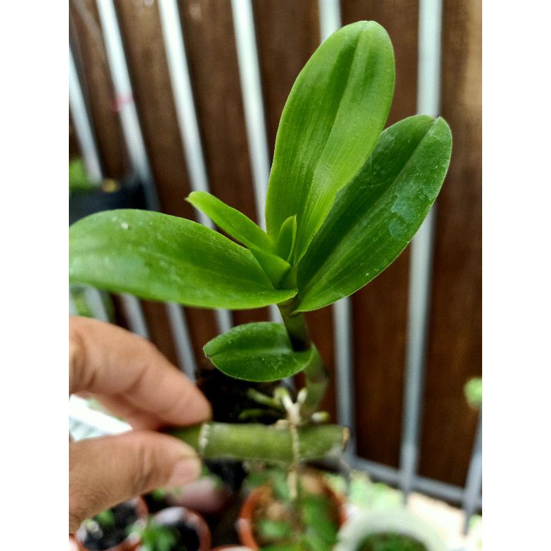 phi điệp lá mít văn sơn kie năm 2