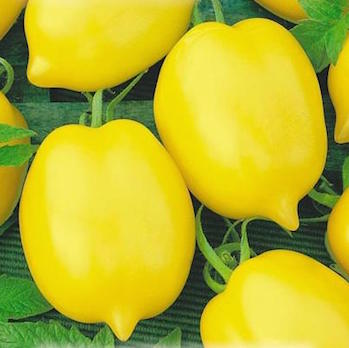 Hạt Giống Cà Chua Trái Tim Vàng tặng kèm kích mầm