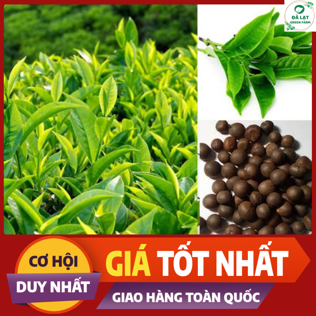 10h_hạt trống chè xanh/cây trà xanh