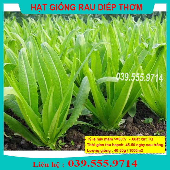 Hạt giống rau diếp thơm - tỷ lệ nảy mầm cao