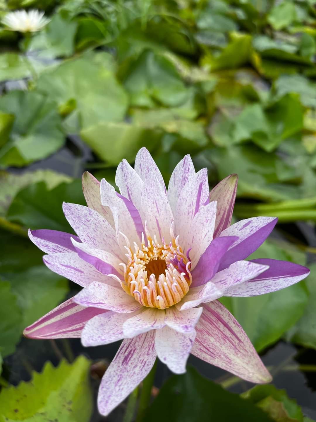 Cây hoa súng thái lớn màu đa sắc