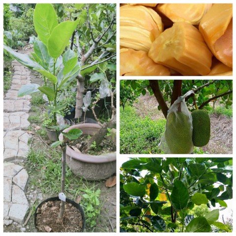 Cây Giống Mít Thái Siêu Sớm Changai Siêu Ngọt - Cây Giống Mít Thái Sai Quả Cây Bền Dễ Trồng