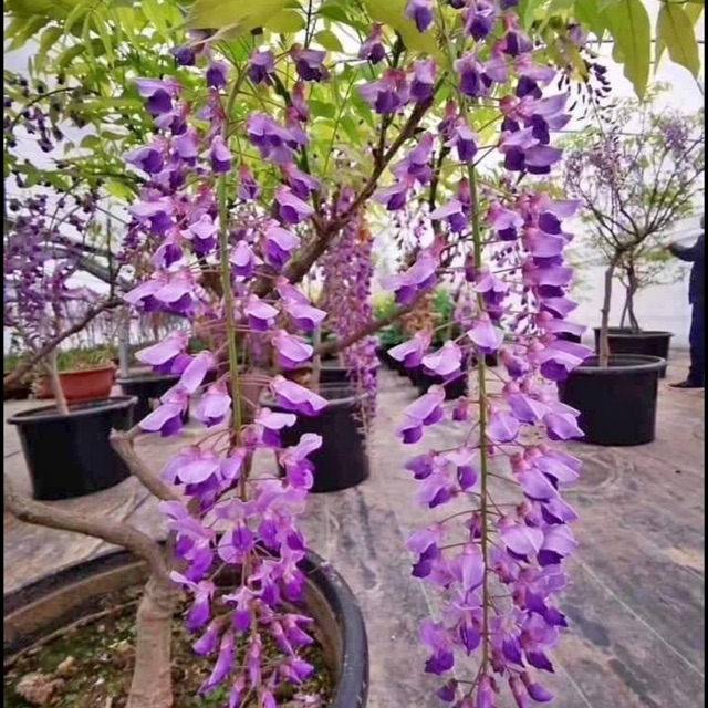 Cây hoa tử đằng