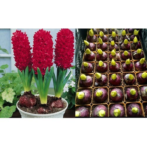 Chậu hoa tiên ông hoa màu đỏ -1 củ cây đang có nụ
