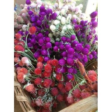 Hạt giống hoa cúc bạch nhật nhiều màu 50 hạt