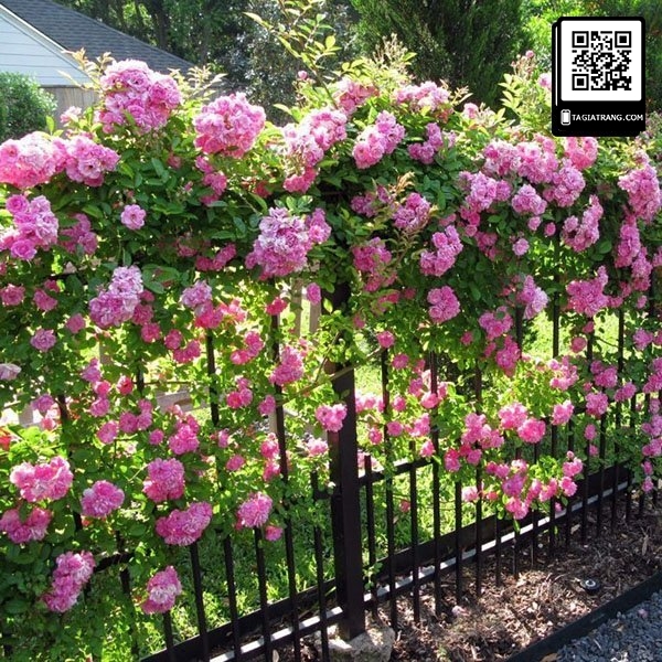 Hạt giống hoa hồng leo - Miễn Phí Vận Chuyển khi đơn đạt giá trị tối thiểu