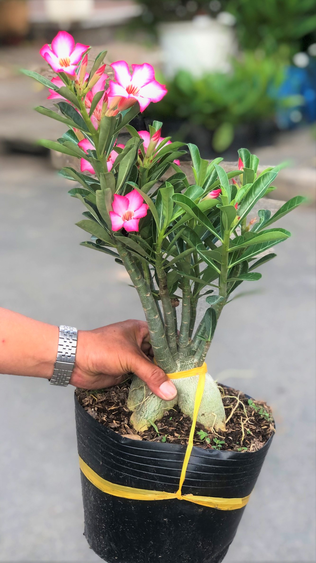 Chậu sứ Ánh Dương hoa màu trắng hồng